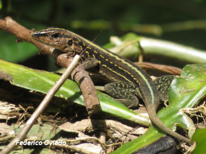 Holcosus festivus (Ameiva centroamericana) Holcosus festivus (Ameiva centroamericana)