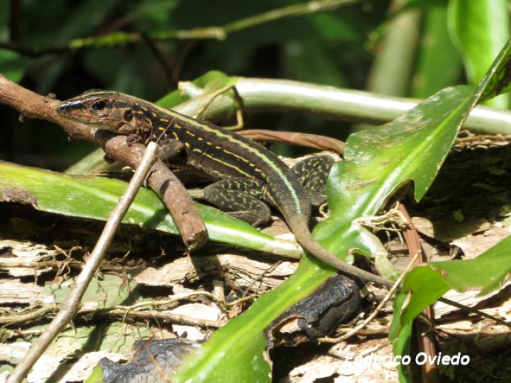 Holcosus festivus (Ameiva centroamericana) Holcosus festivus (Ameiva centroamericana)