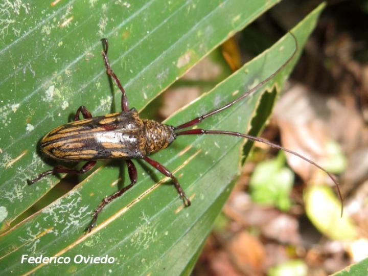 Jamesia multivittata