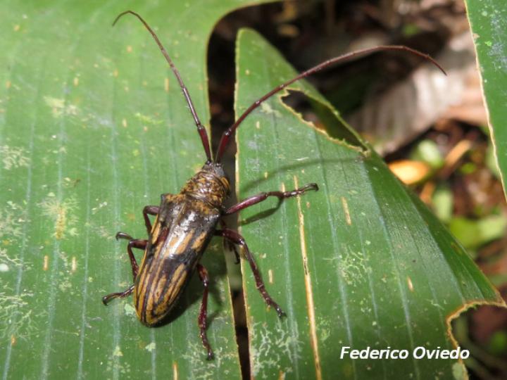 Jamesia multivittata