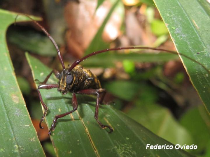 Jamesia multivittata