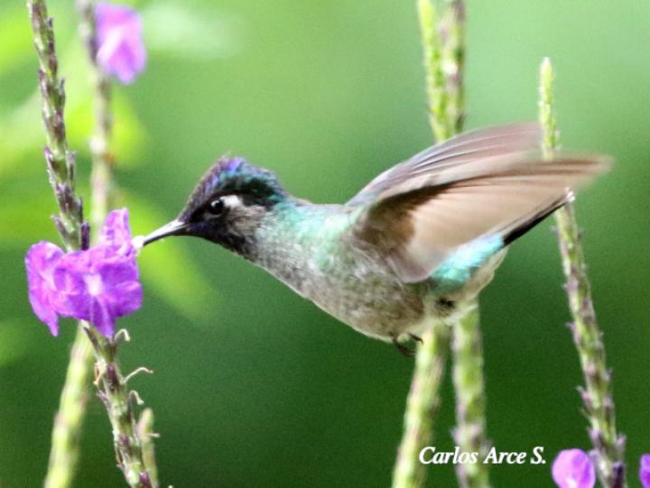 Klais guimeti en Stachytarpheta frantzii