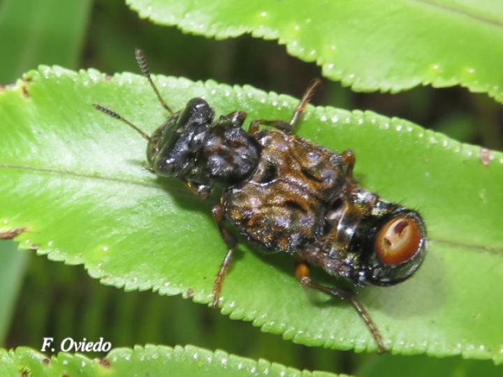 Leistotrophus versicolor