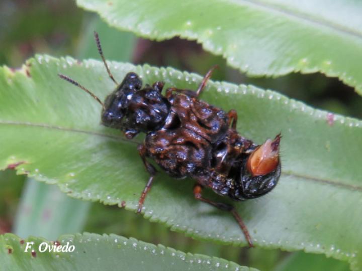 Leistotrophus versicolor