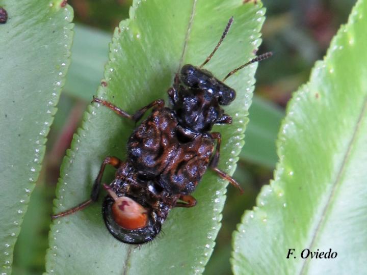 Leistotrophus versicolor