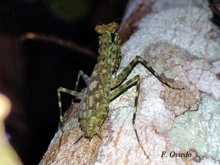 Liturgusa maya (Mantis de corteza) Liturgusa maya (Mantis de corteza)