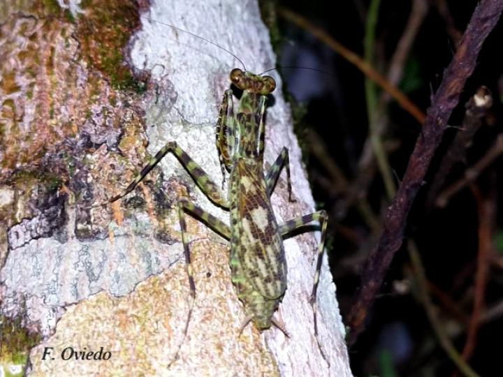 Liturgusa maya (Mantis de corteza) Liturgusa maya (Mantis de corteza)