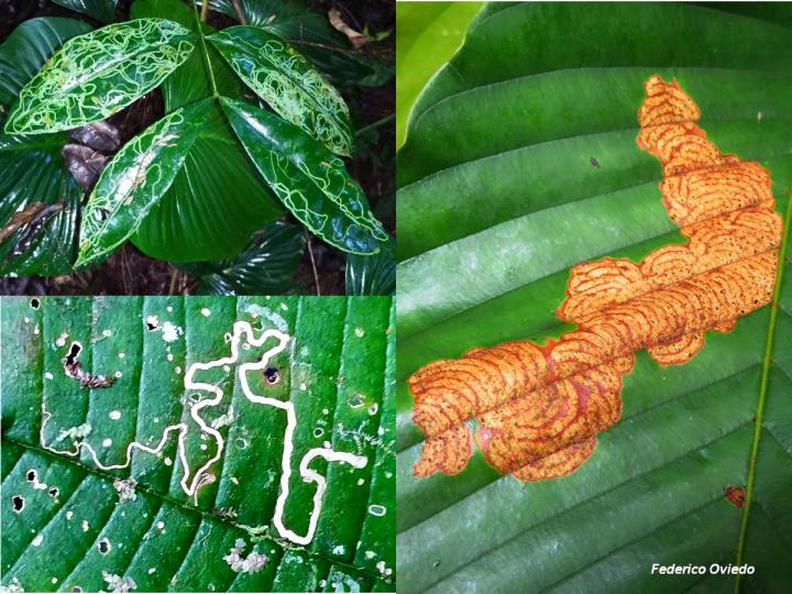 Algunos patrones producidos por minadores de hojas