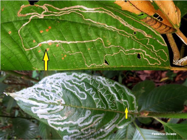 Reconociendo el inicio del &quot;camino&quot;.