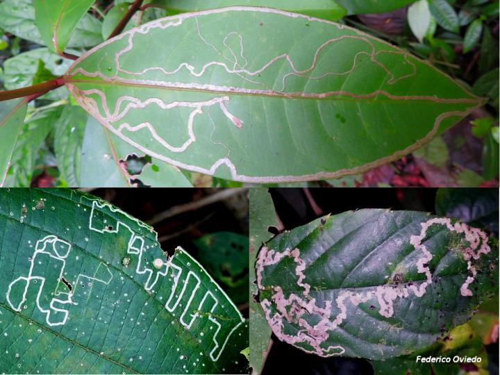Algunos patrones del tunel de alimentación