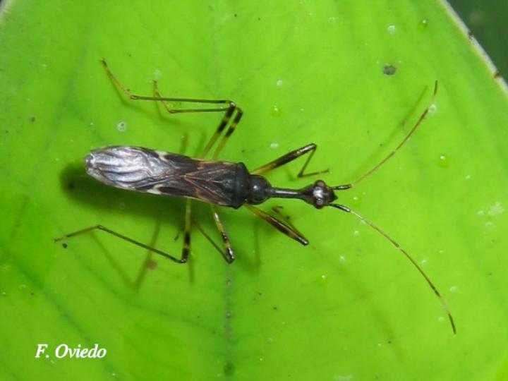 Myodocha unispinosa (Chinche de semillas)