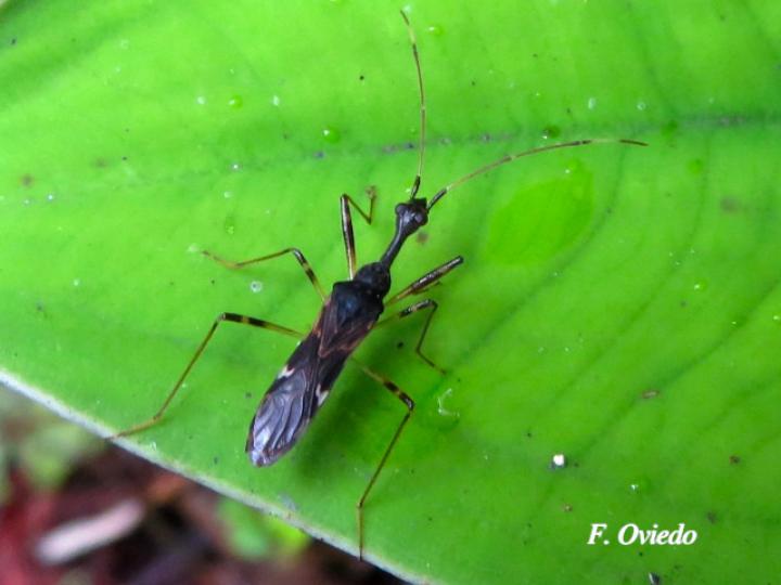 Myodocha unispinosa (Chinche de semillas)