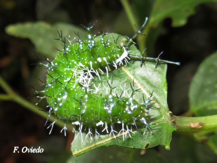 Nessaea aglaura aglaura (Larva Nessaea norteña) Nessaea aglaura aglaura (Larva Nessaea norteña)