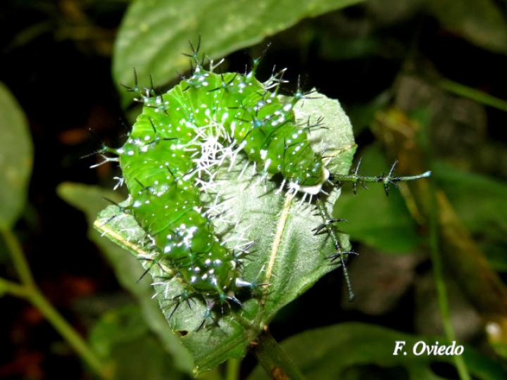 Nessaea aglaura aglaura (Larva Nessaea norteña) Nessaea aglaura aglaura (Larva Nessaea norteña)
