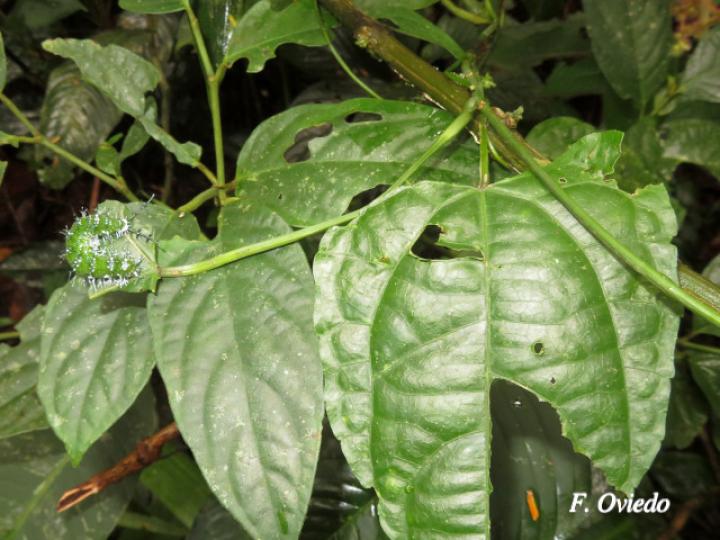 Nessaea aglaura aglaura (Larva Nessaea norteña) Nessaea aglaura aglaura (Larva Nessaea norteña)