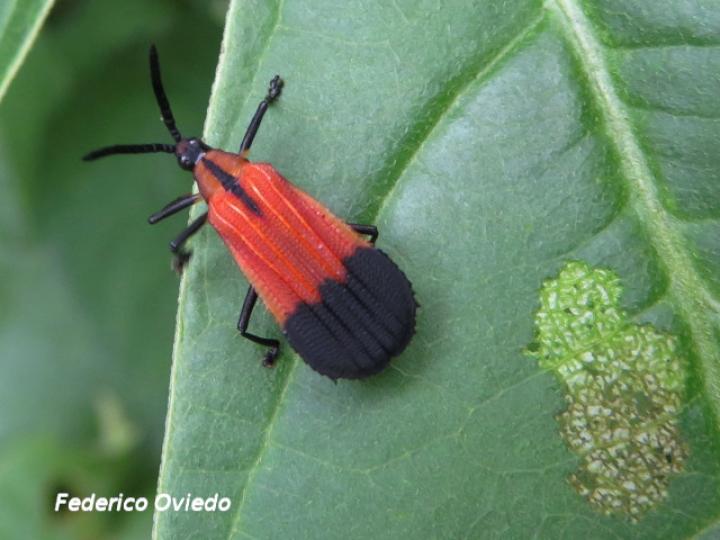 Oxychalepus posticatus 