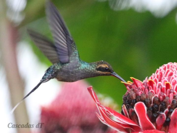 Phaethornis guy en Etlingera elatior