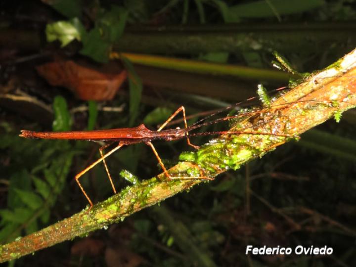 Pseudophasma unicolor (Juan palo)