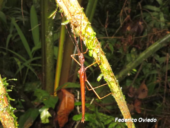 Pseudophasma unicolor (Juan palo)
