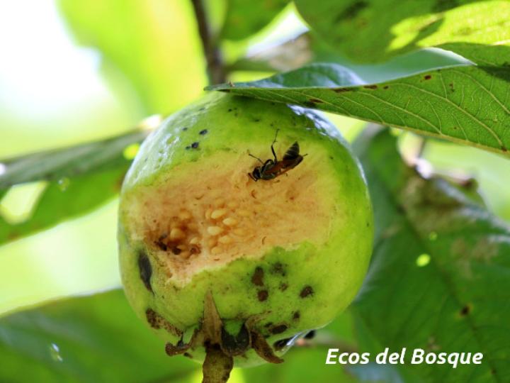 Psidium guajava (Guayaba)