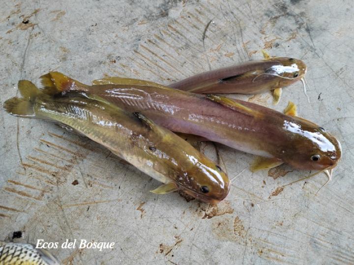 Rhamdia rogersi