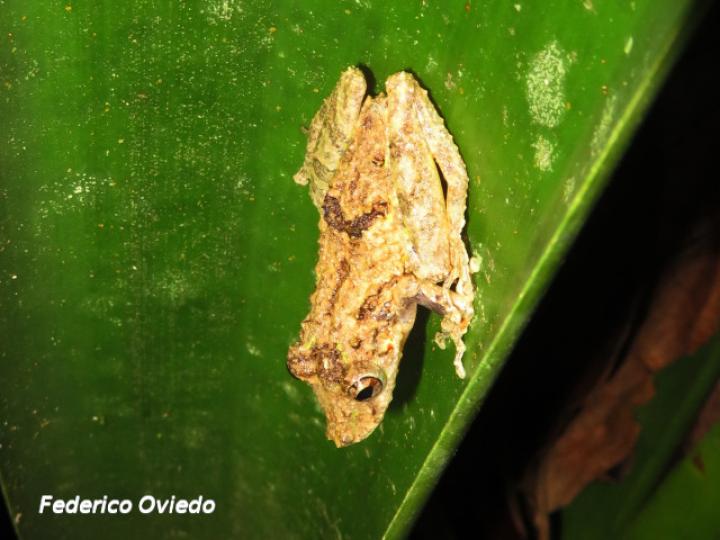 Scinax boulengeri (Rana nariguda de árbol)