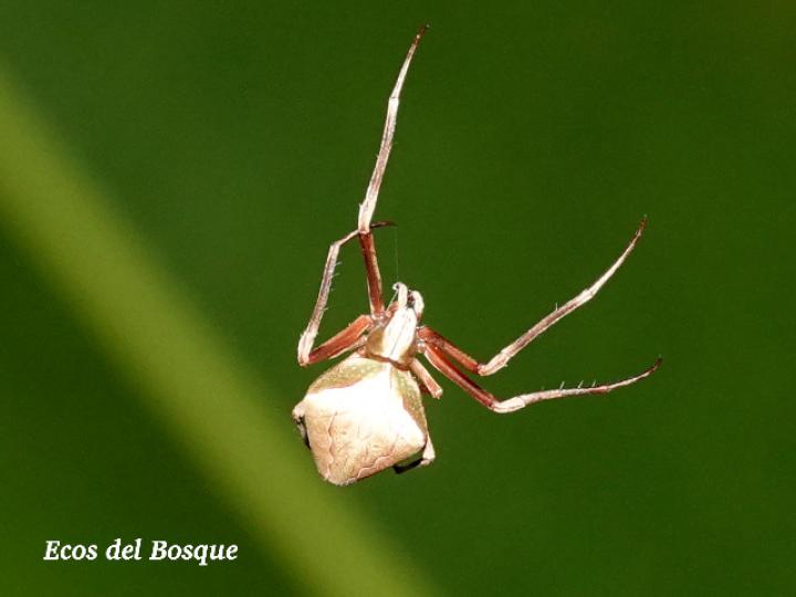 Acacesia hamata