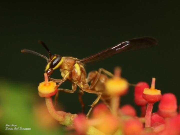 Agelaia centralis (Avispa de cavidades central)