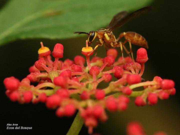 Agelaia centralis (Avispa de cavidades central)