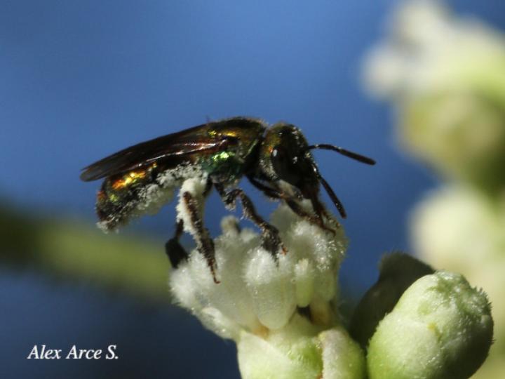 Augochlorella aurata (Avispa del sudor)