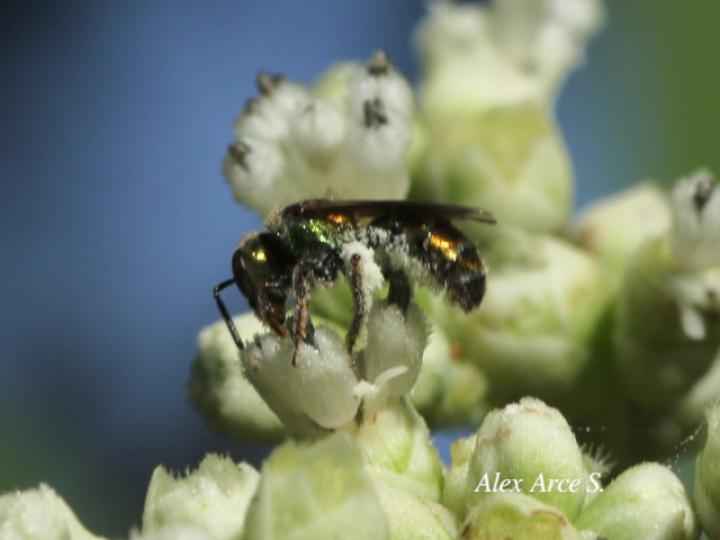 Augochlorella aurata (Avispa del sudor)