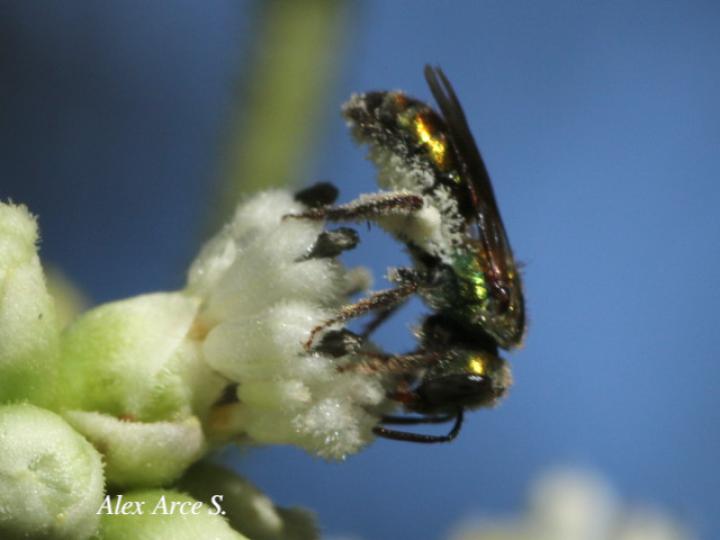 Augochlorella aurata (Avispa del sudor)