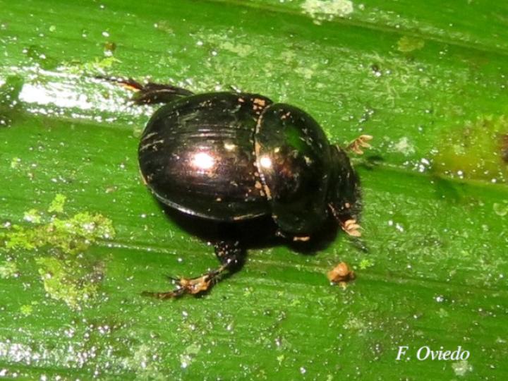Canthon euryscelis (Escarabajo pelotero)