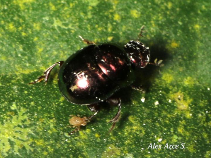 Canthon euryscelis (Escarabajo pelotero) Canthon euryscelis (Escarabajo pelotero)