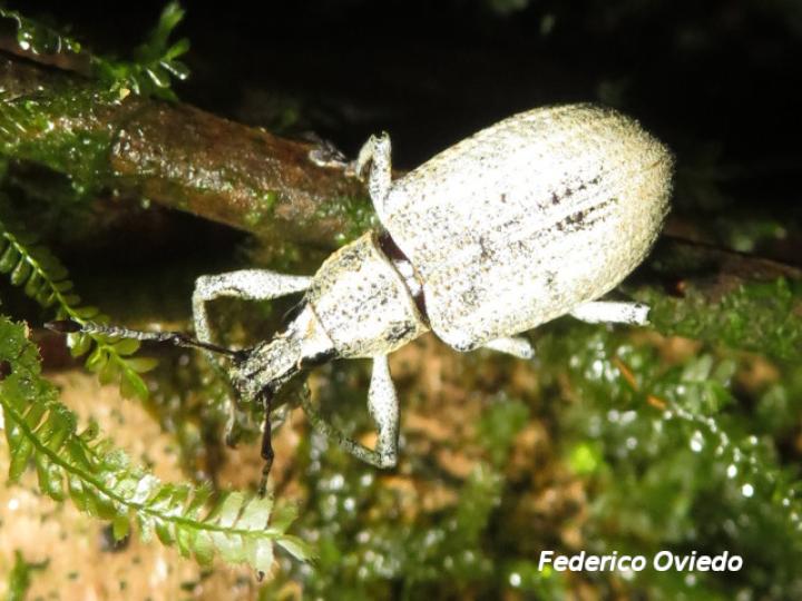 Exophthalmus scalptus