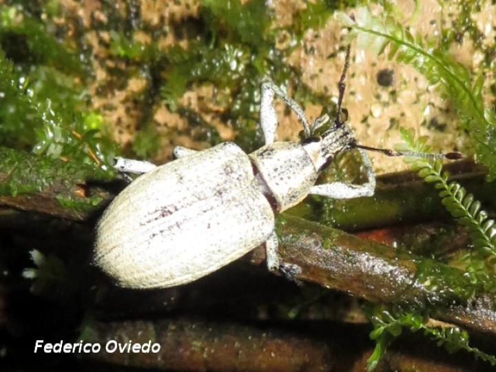 Exophthalmus scalptus