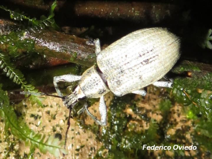 Exophthalmus scalptus