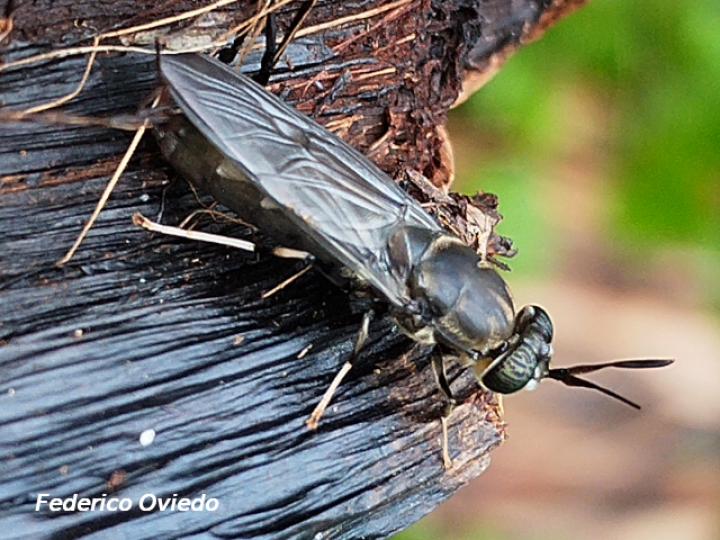 Hermetia illucens (Mosca soldado negro)