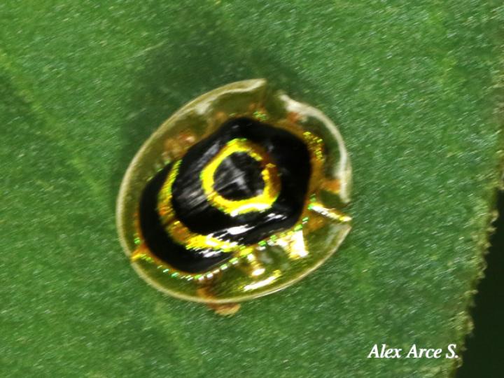 Ischnocodia annulus (Escarabajo tortuga dorado)