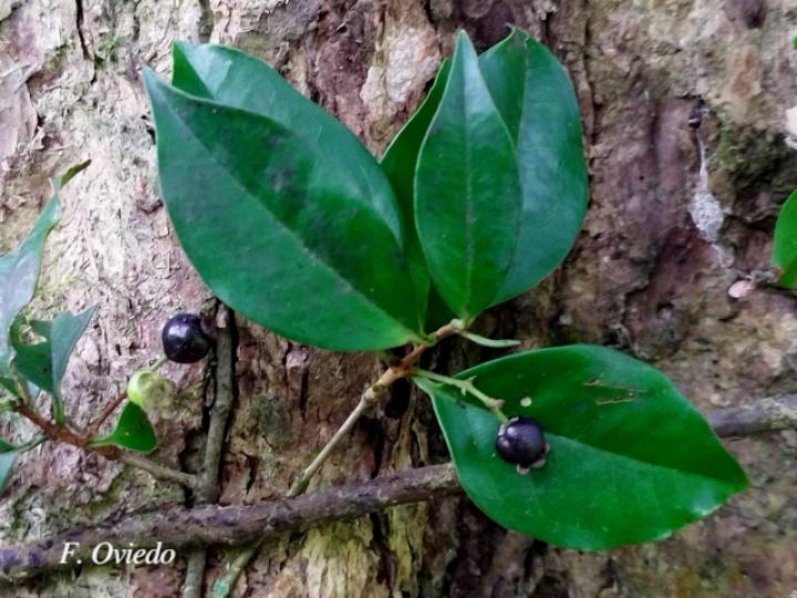 Myrcianthes fragrans (Guayabillo, Murta)