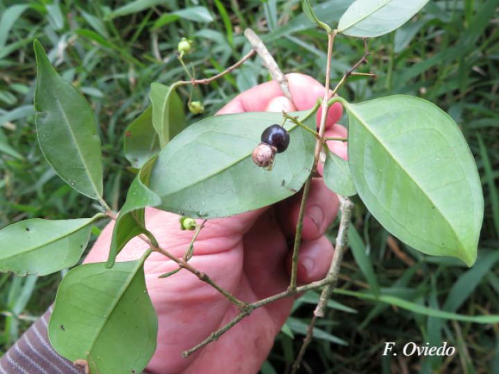 Myrcianthes fragrans (Guayabillo, Murta)