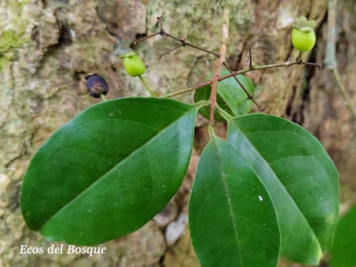 Myrcianthes fragrans (Guayabillo, Murta)