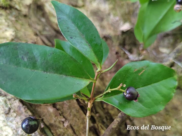 Myrcianthes fragrans (Guayabillo, Murta)