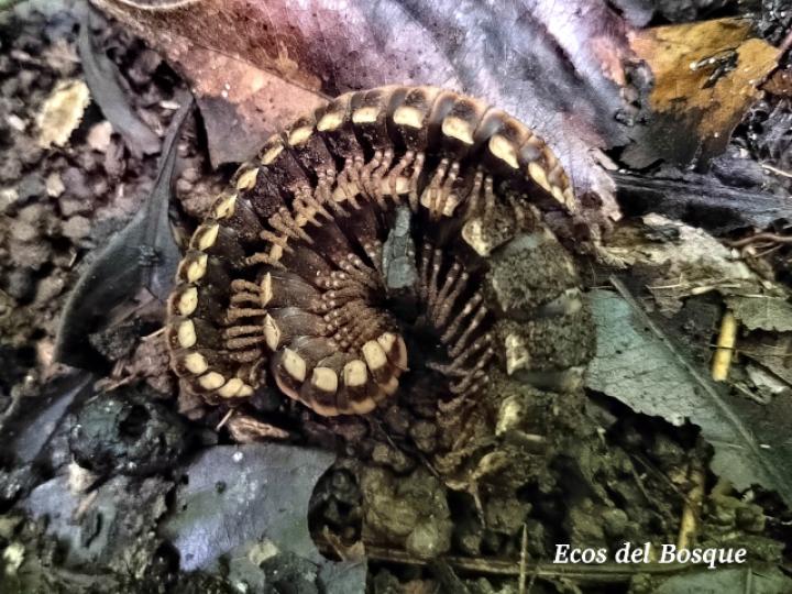 Nyssodesmus python (Milpiés) Nyssodesmus python (Milpiés)