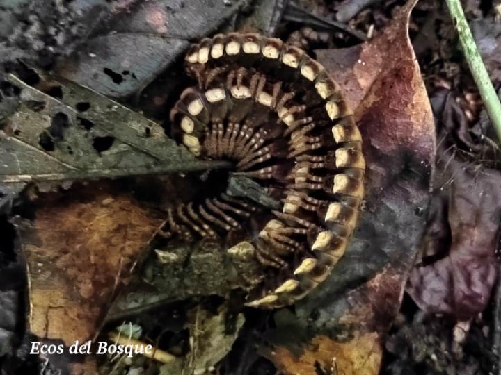 Nyssodesmus python (Milpiés) Nyssodesmus python (Milpiés)