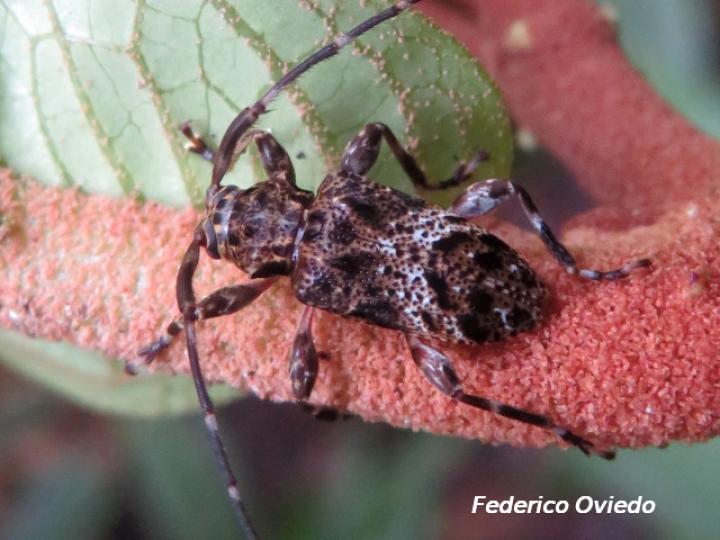 Oreodera costaricensis
