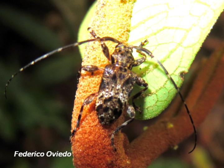 Oreodera costaricensis