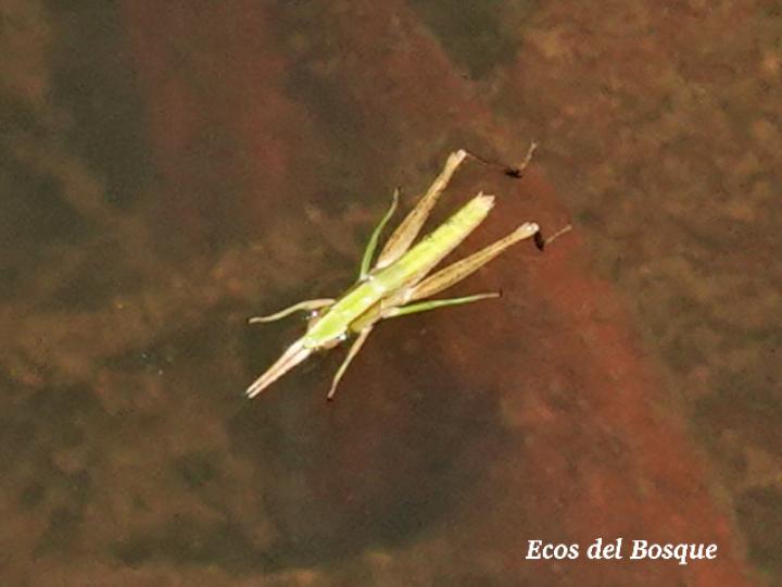 Orphulella punctata Orphulella punctata