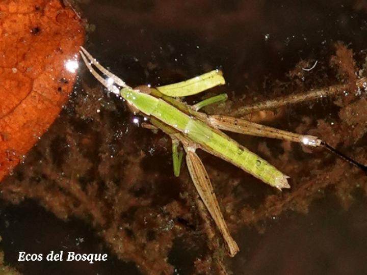 Orphulella punctata Orphulella punctata