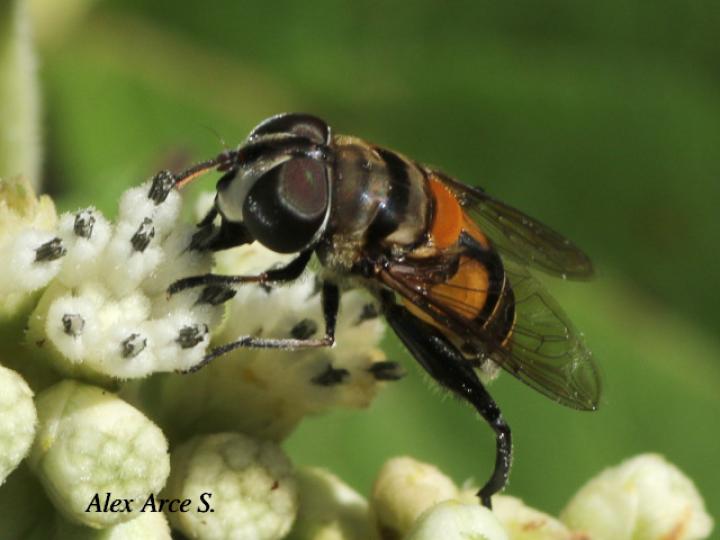 Palpada agrorum (Mosca de las flores)